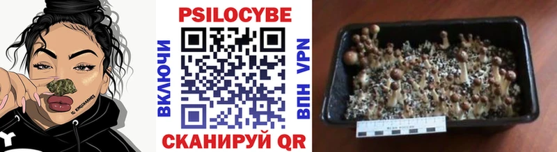 Псилоцибиновые грибы Psilocybe  Уварово 